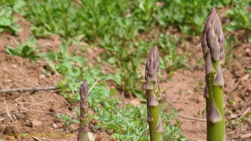 se puede coger espárragos en el campo