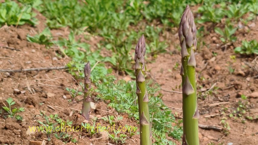 por qué al comer espárragos la orina huele mal