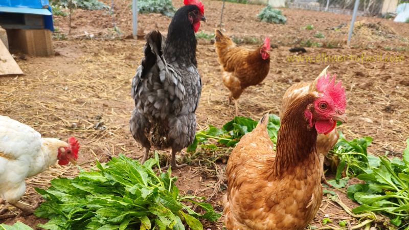 les cortan el pico a las gallinas