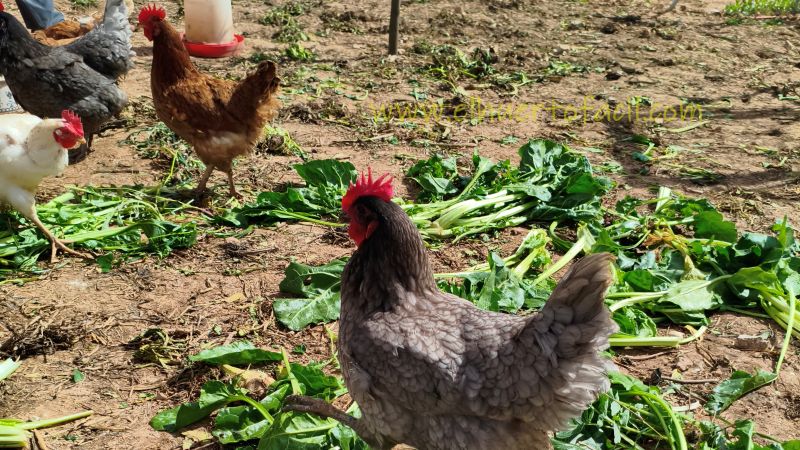 las gallinas ponen huevos sin gallo