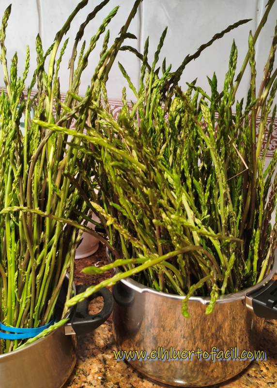 cómo conservar espárragos 