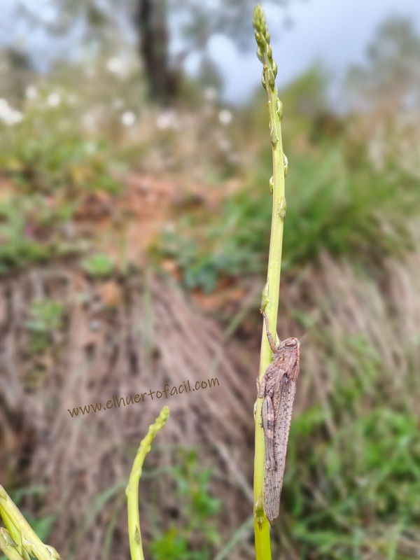 dónde coger espárragos silvestres