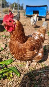 los gallos ponen huevos