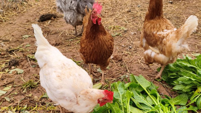 es verdad que los gallos ponen huevos