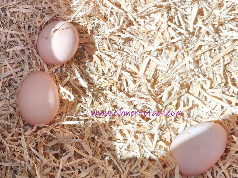las gallinas ponen huevos sin gallo