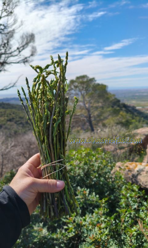 ¿Está prohibido coger espárragos en el campo?