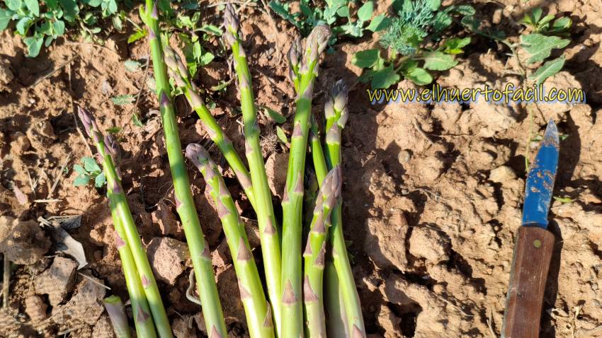 herramientas para coger espárragos