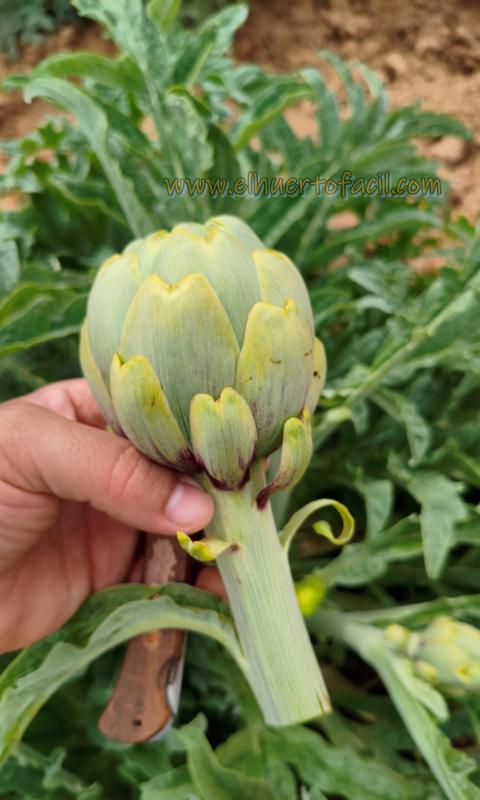 cómo coger las alcachofas 