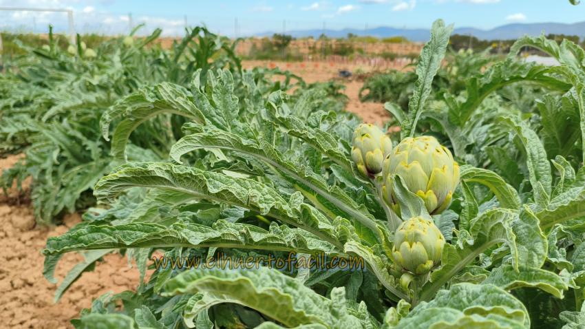 cómo cosechar las alcachofas