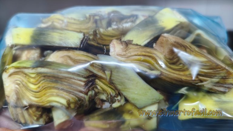 cómo conservar las alcachofras