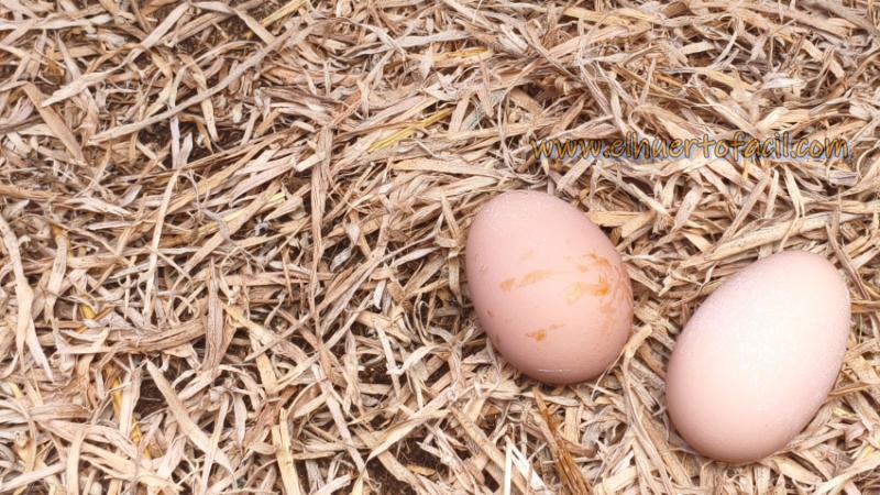 cómo diferenciar un huevo cocido de un huevo crudo