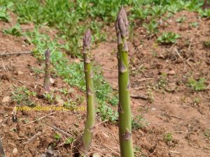 Cómo plantar espárragos con garras