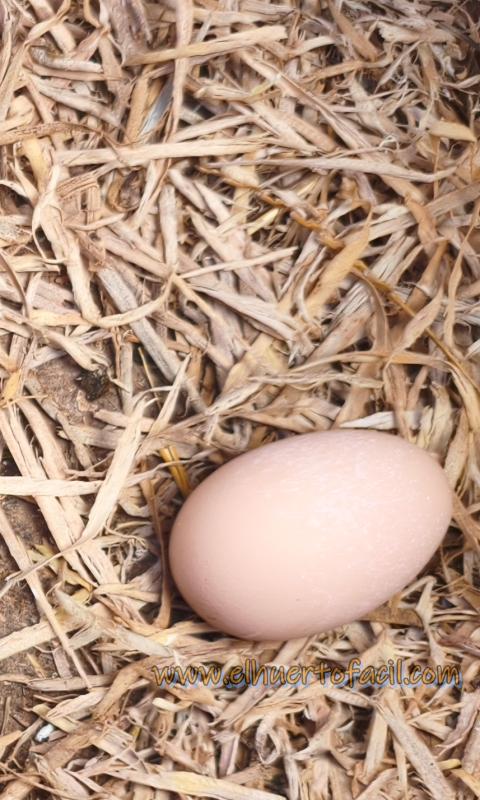 cómo diferenciar un huevo cocido de un huevo crudo