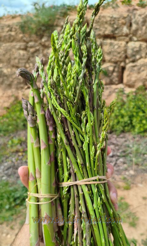 qué tipos de espárragos existen