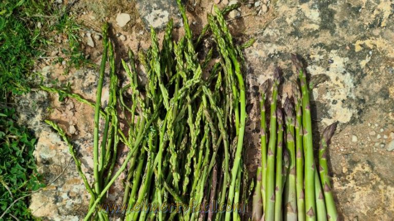 tipos de espárragos
