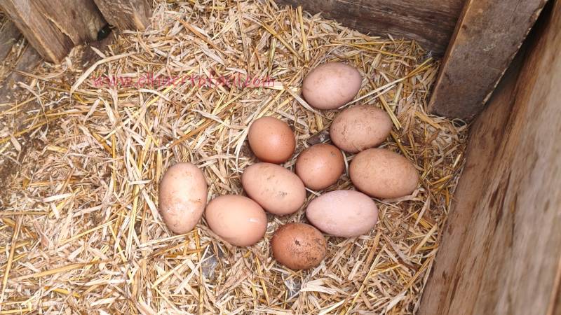 los huevos cocidos giran más