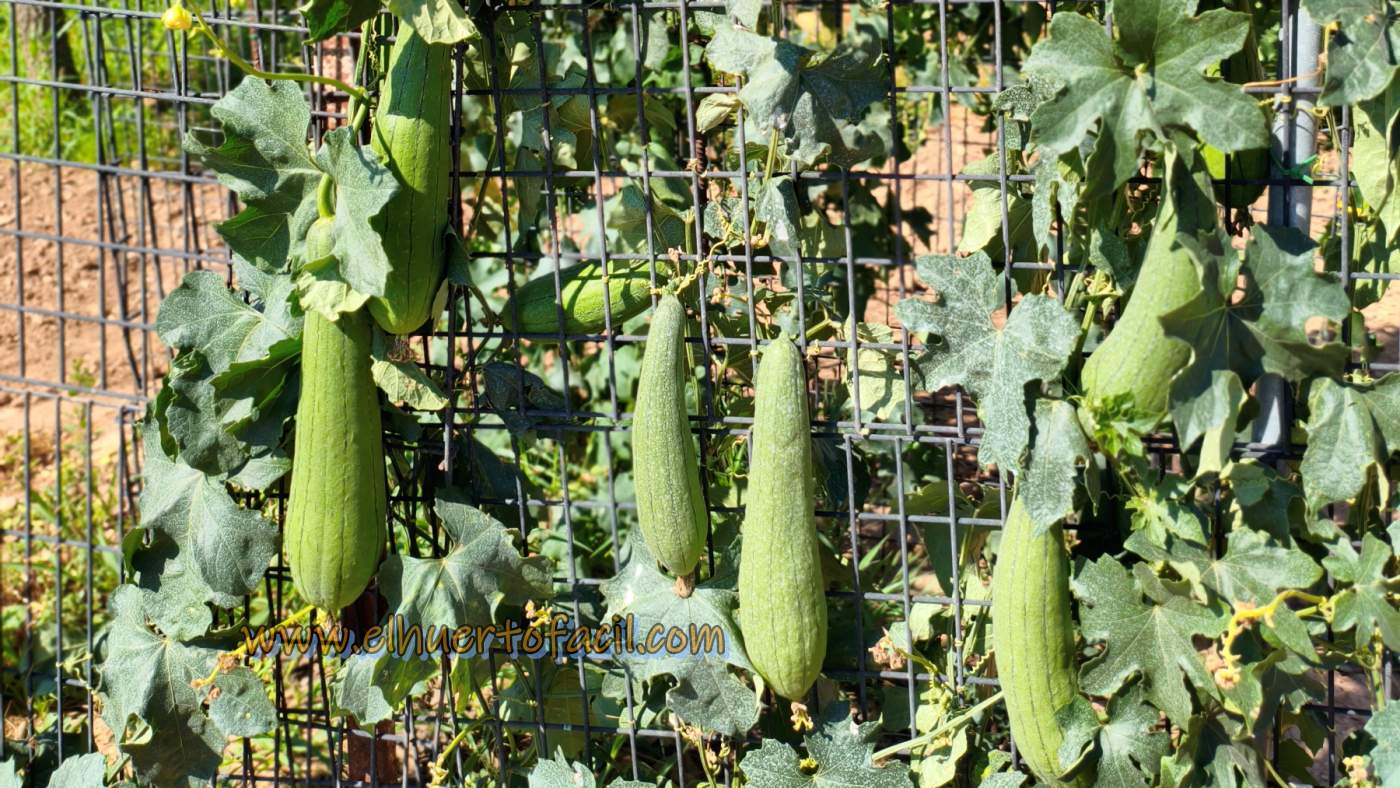 cómo plantar luffa esponja vegetal