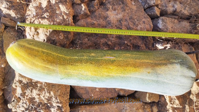calabaza gigante lunga di napoli