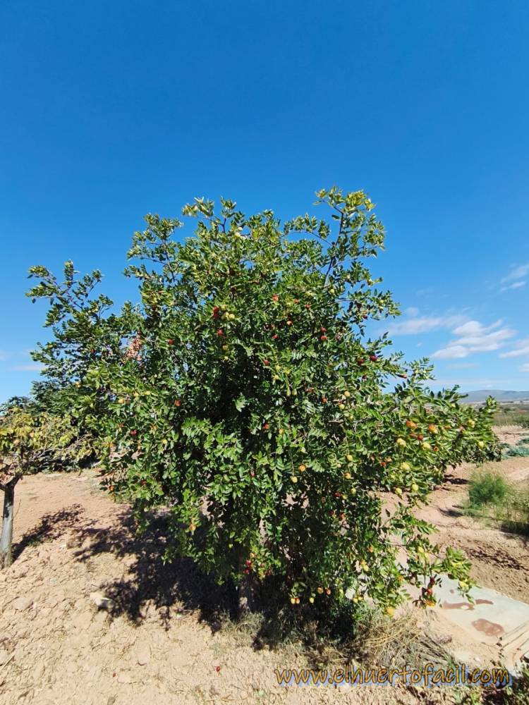 cómo cultivar el ginjol
