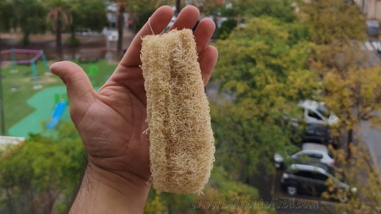cómo hacer esponja vegetal de luffa