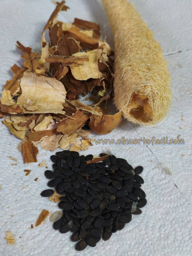 cómo hacer esponja vegetal luffa