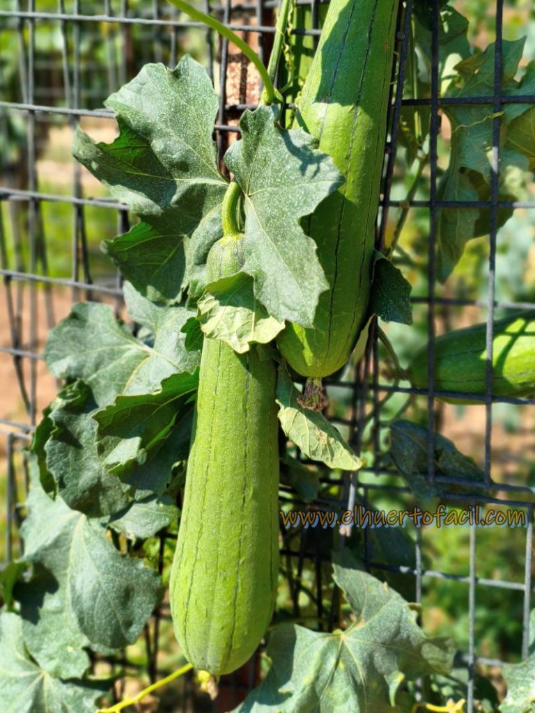 cómo plantar luffa