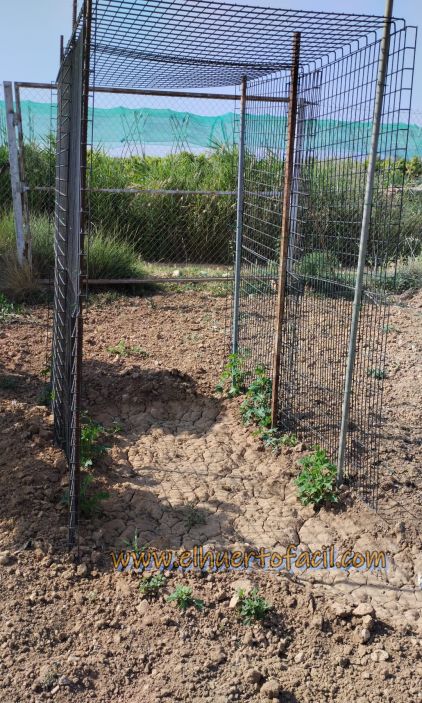 cómo plantar luffa esponja vegetal