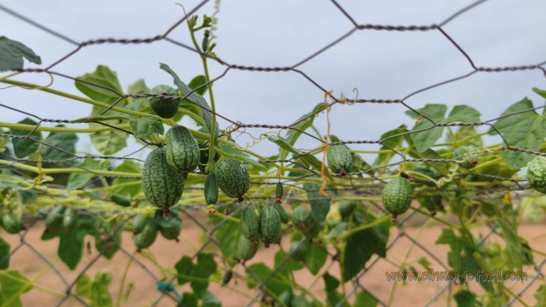 sandía ratón cucamelón