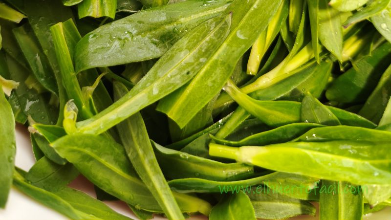 collejas silvestres lavadas