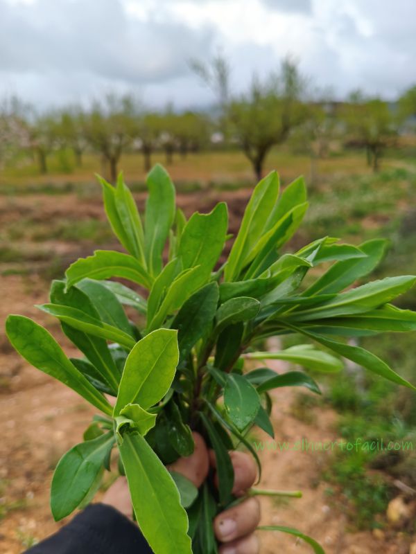 collejas silvestres recolectadas